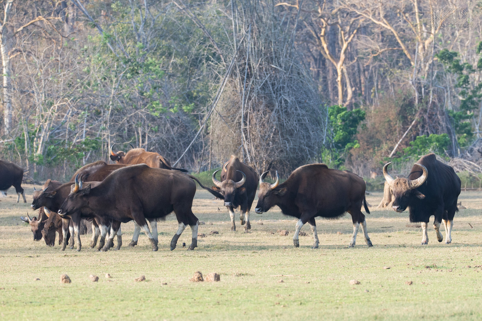 Kabini - Gaurs Op de rivieroever kwamen we ook een grote kudde gaurs tegen. De gaur (Bos gaurus), soms ook wel de Indische bison genoemd, is het grootste rund van Azië.  Stefan Cruysberghs